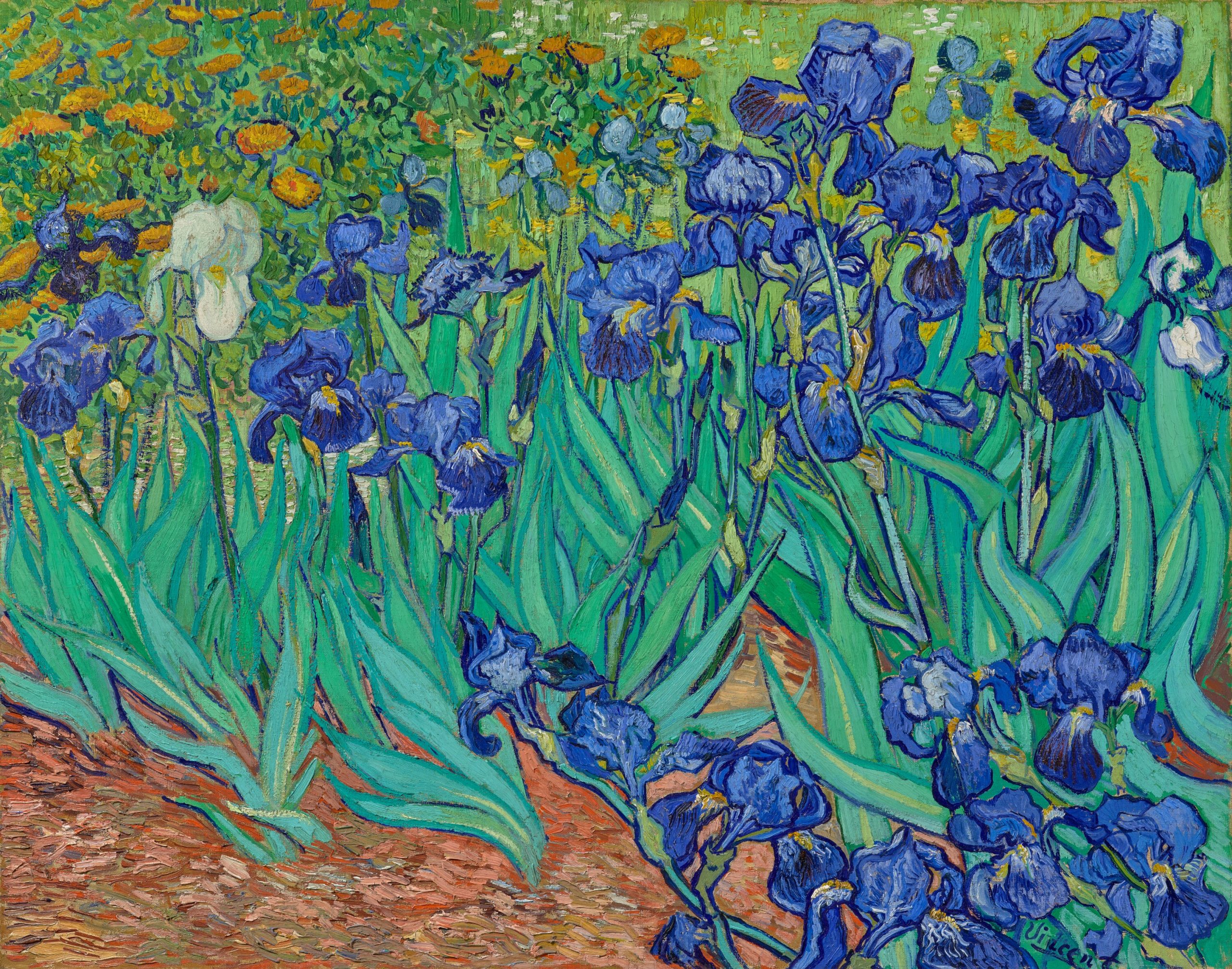 Close up of vivid orange flowers and blue irises growing above red-ochre soil.